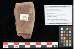 Foto (Objekt + Etikett) von Sparganium acheronticum Unger (NHMW-GEO-2024-0188-0438)